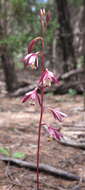 Image of Texas crested coralroot