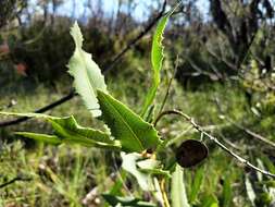 Image of Lomatia ilicifolia R. Br.