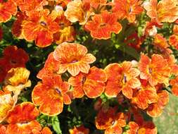 صورة Nemesia