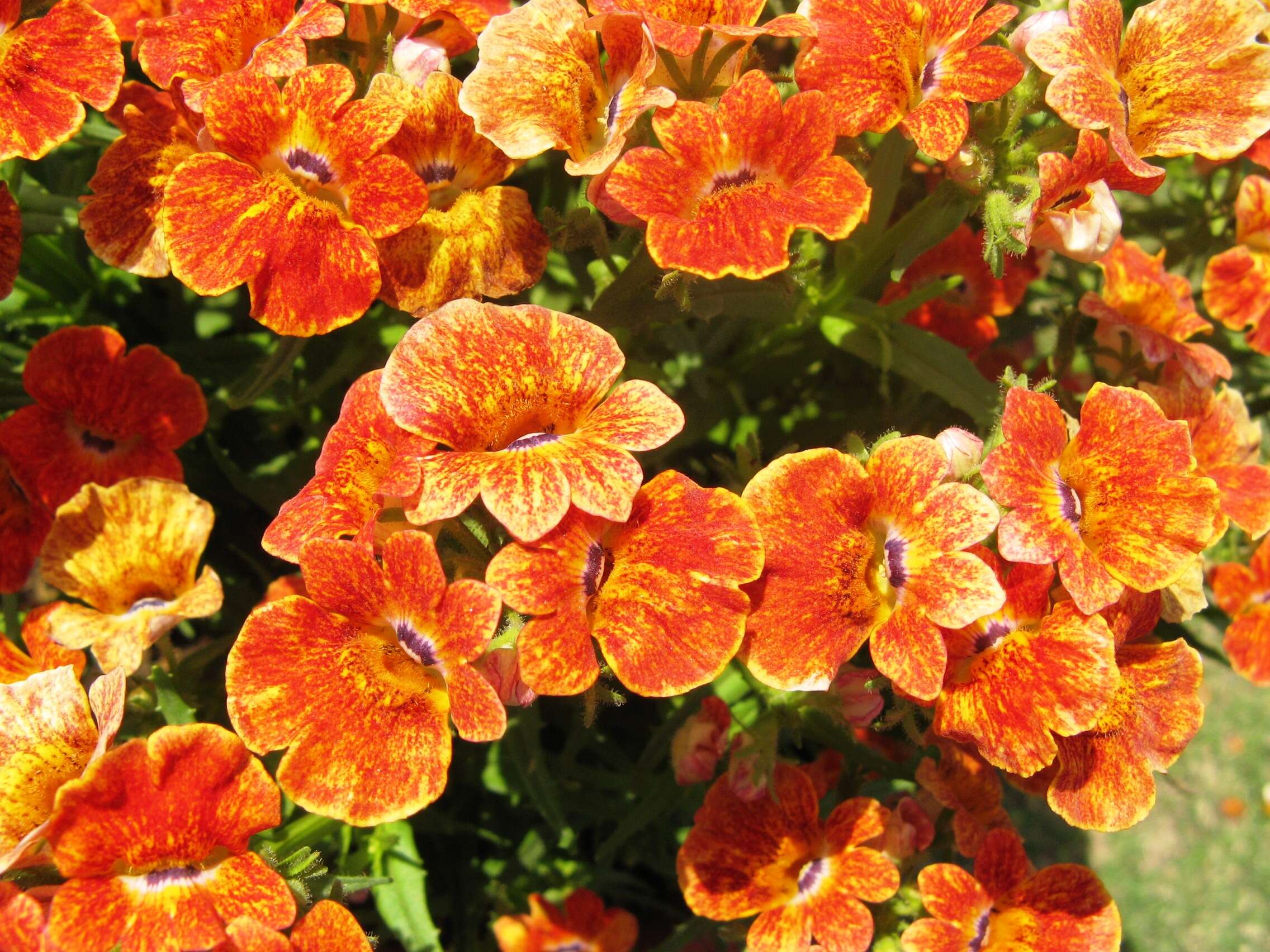 صورة Nemesia