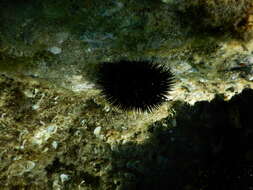 Image of Black Sea urchin