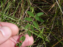 Слика од Tephrosia hispidula (Michx.) Pers.