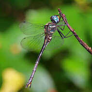 Image of Texas Emerald