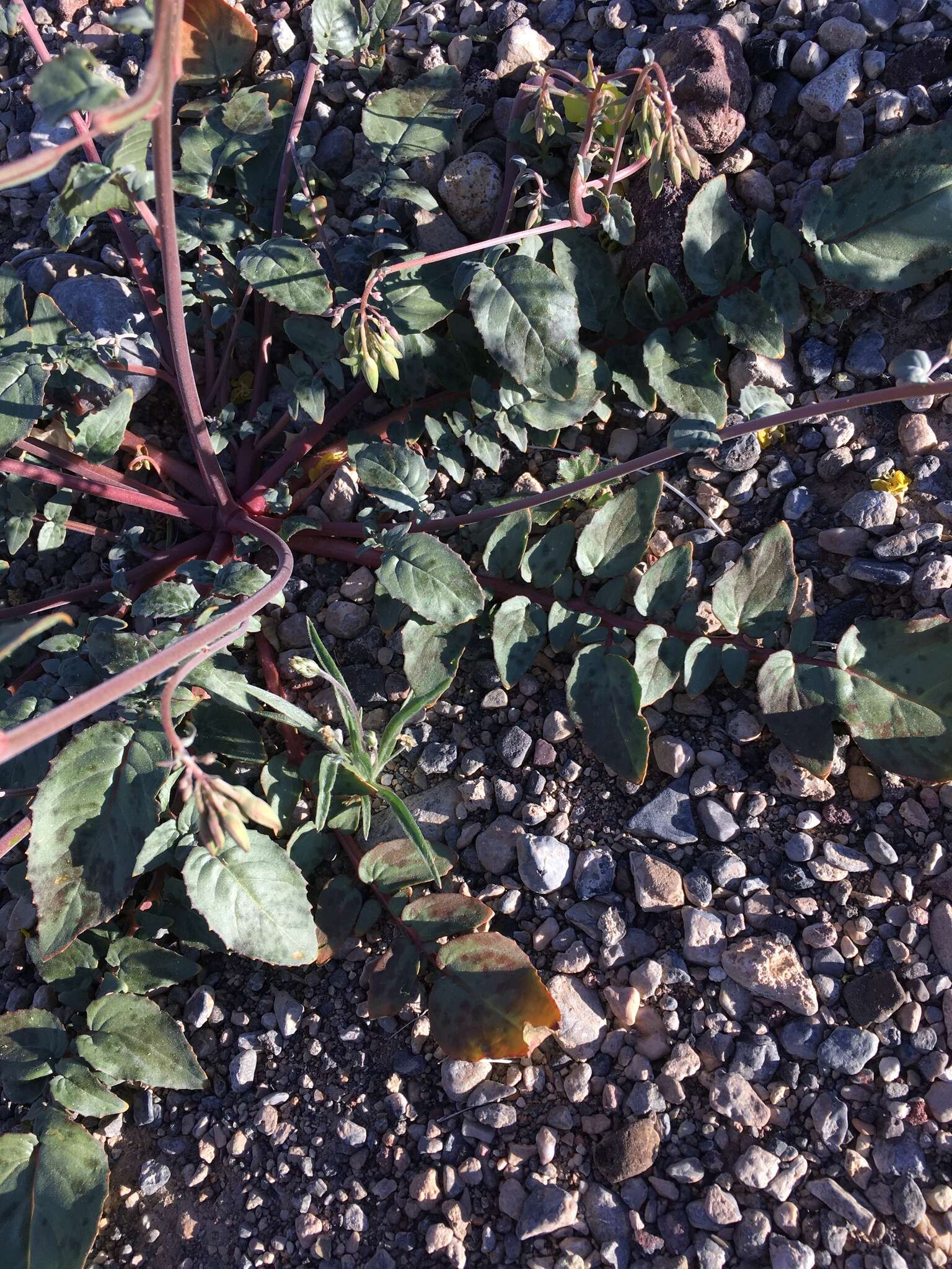 Image of Death Valley suncup