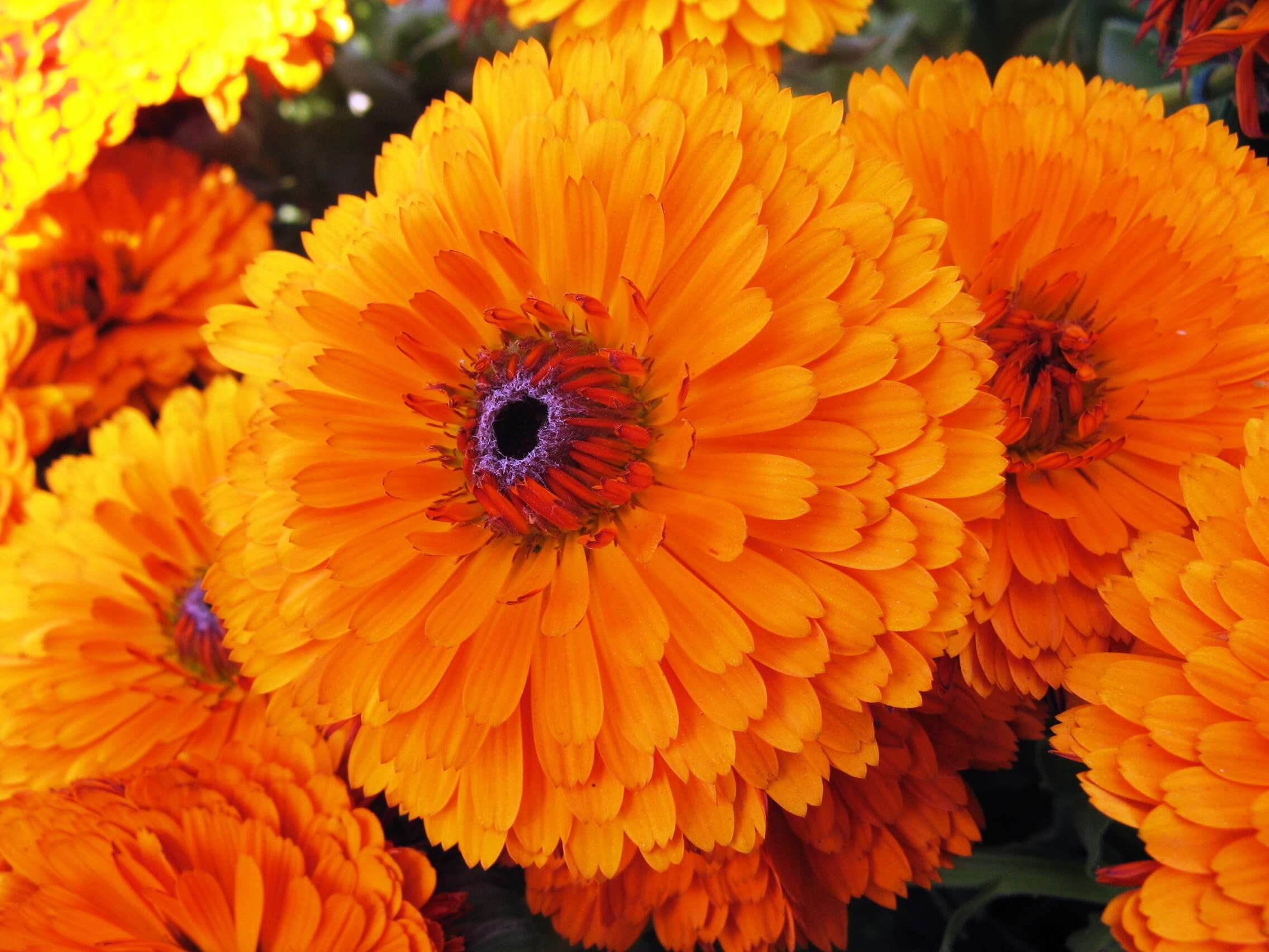 Image of pot marigold