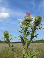 Image of Spear Thistle