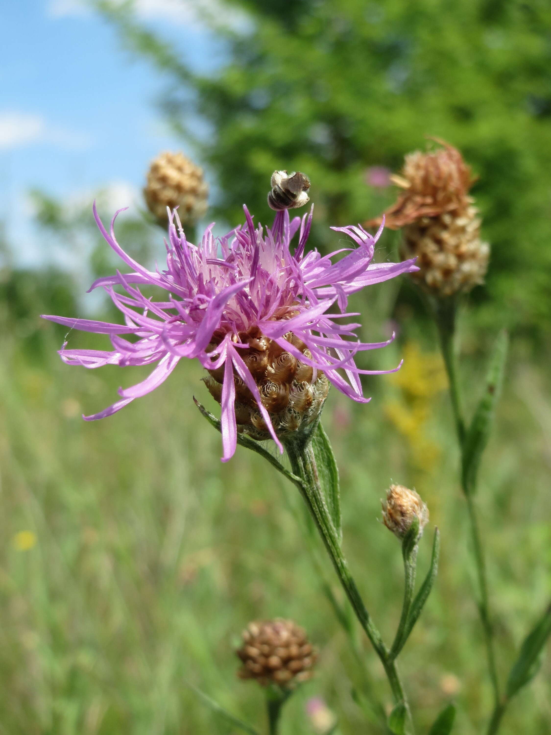 Image of brown knapweed