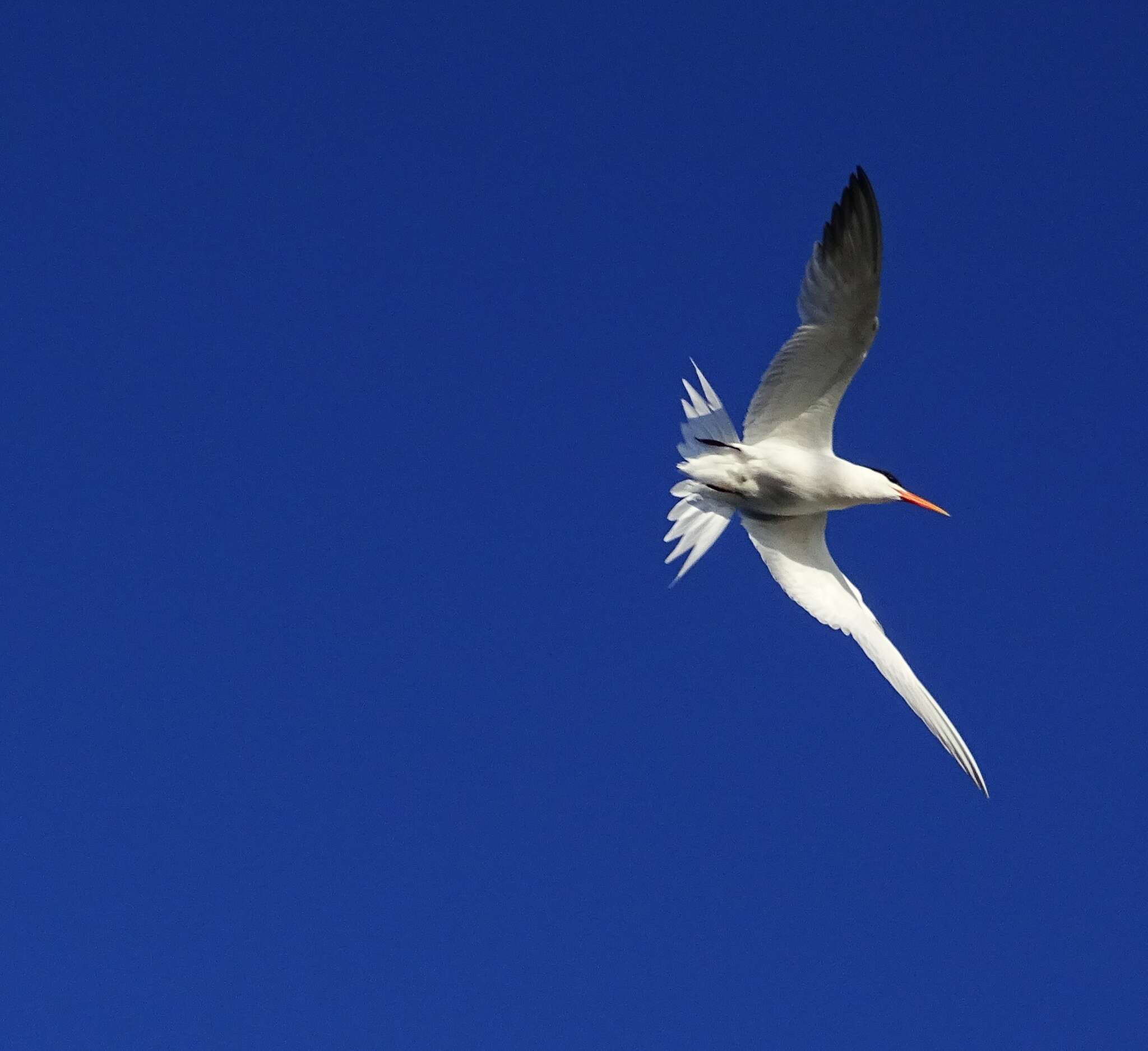 Image of Elegant Tern