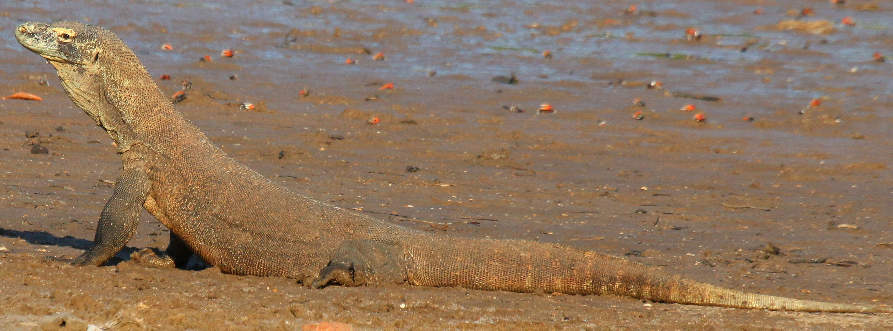 Image of Komodo Dragon