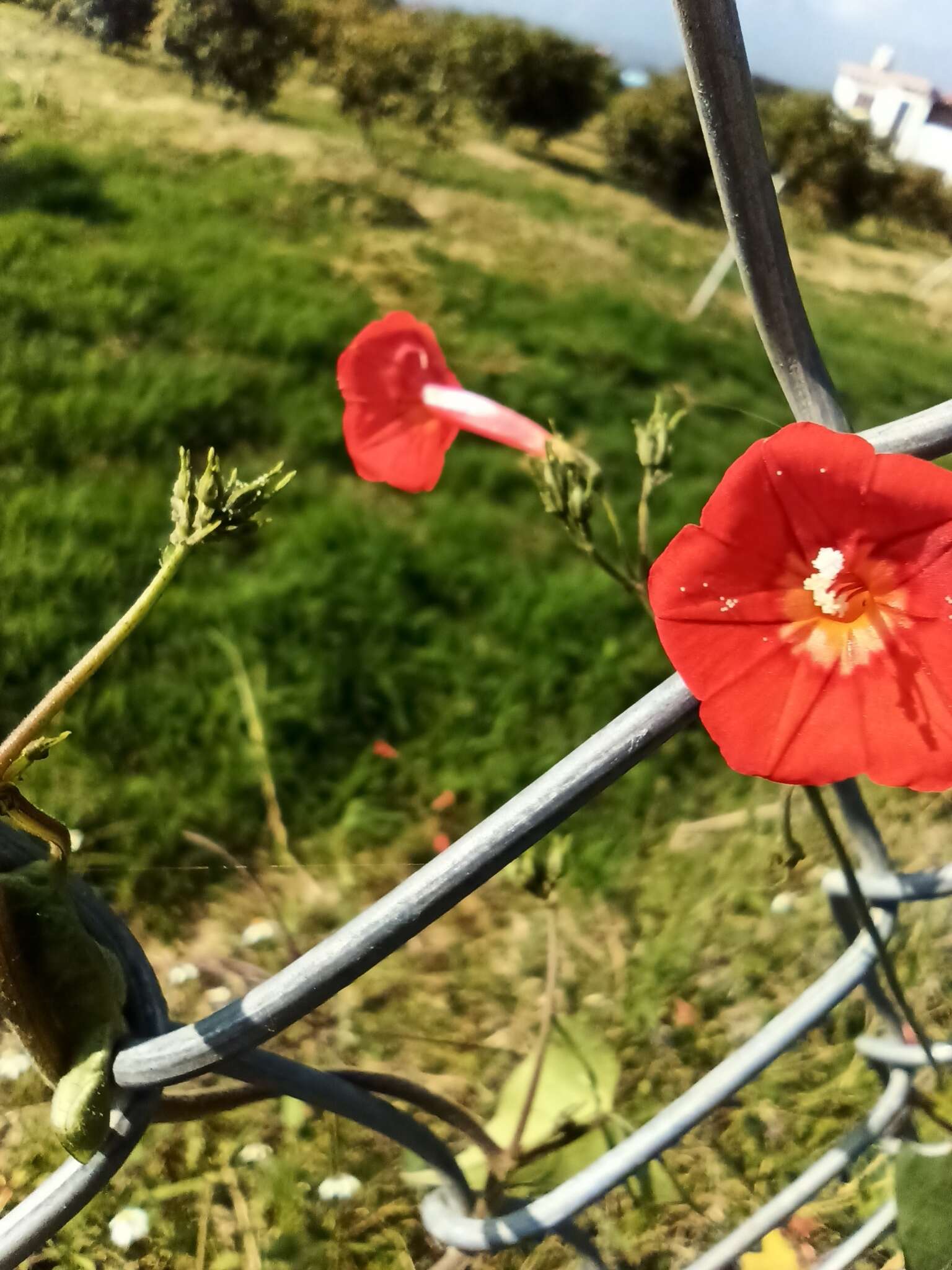 Слика од Ipomoea cholulensis Kunth