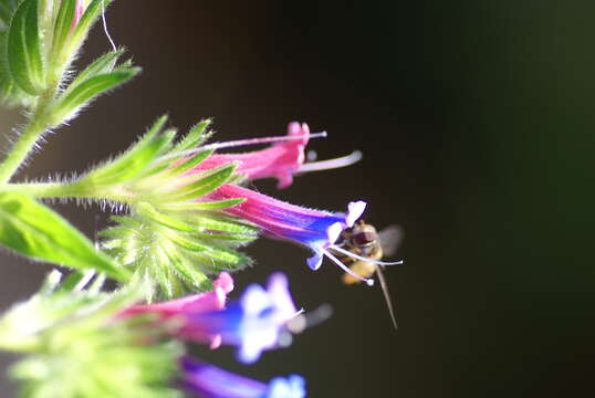 Echium stenosiphon Webb的圖片