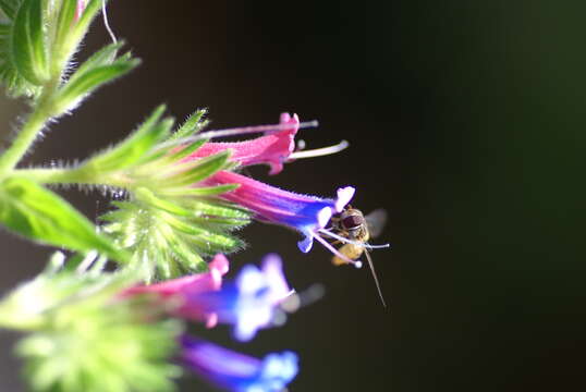 Image of Echium stenosiphon Webb