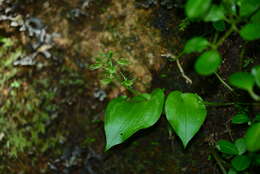 Imagem de Liparis cordifolia Hook. fil.