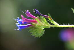 Plancia ëd Echium stenosiphon Webb