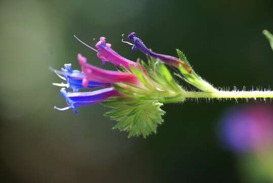 Image of Echium stenosiphon Webb