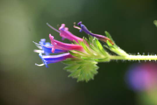 Plancia ëd Echium stenosiphon Webb