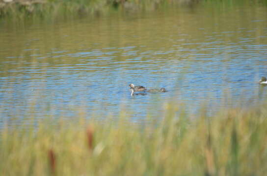 Image of horned grebe (cornutus)