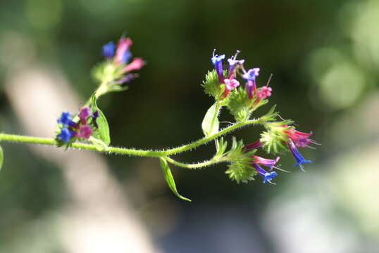 Image of Echium stenosiphon Webb