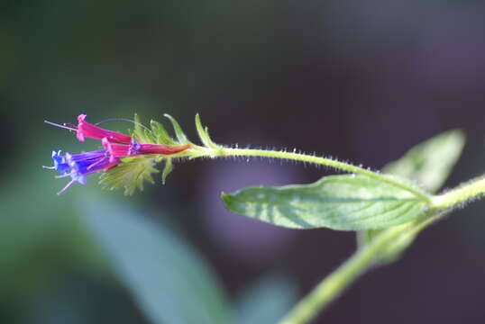 Echium stenosiphon Webb的圖片