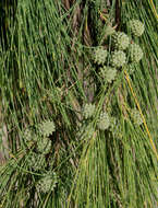 Image of Casuarina equisetifolia subsp. equisetifolia