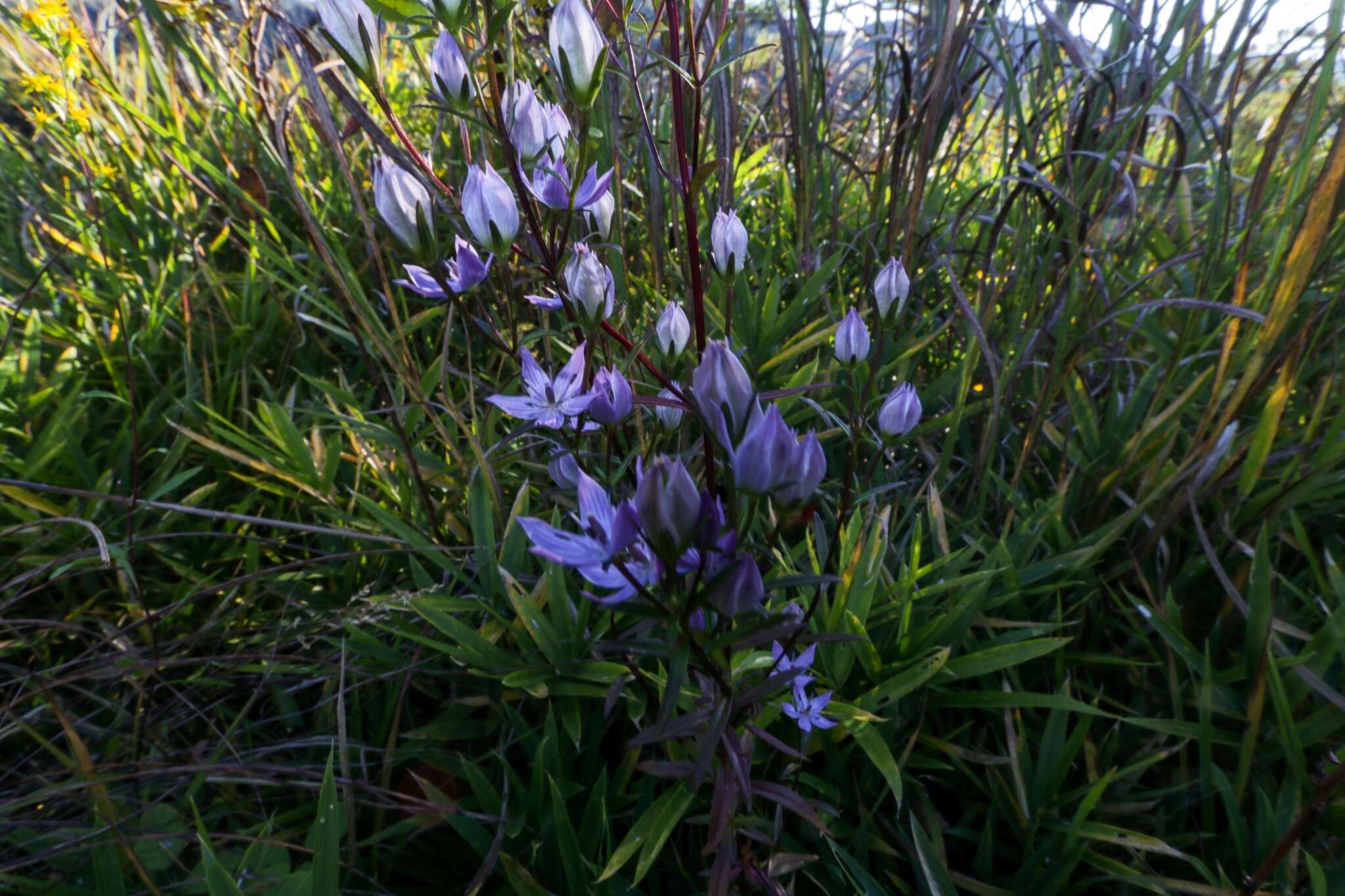 Image of Swertia pseudochinensis Hara