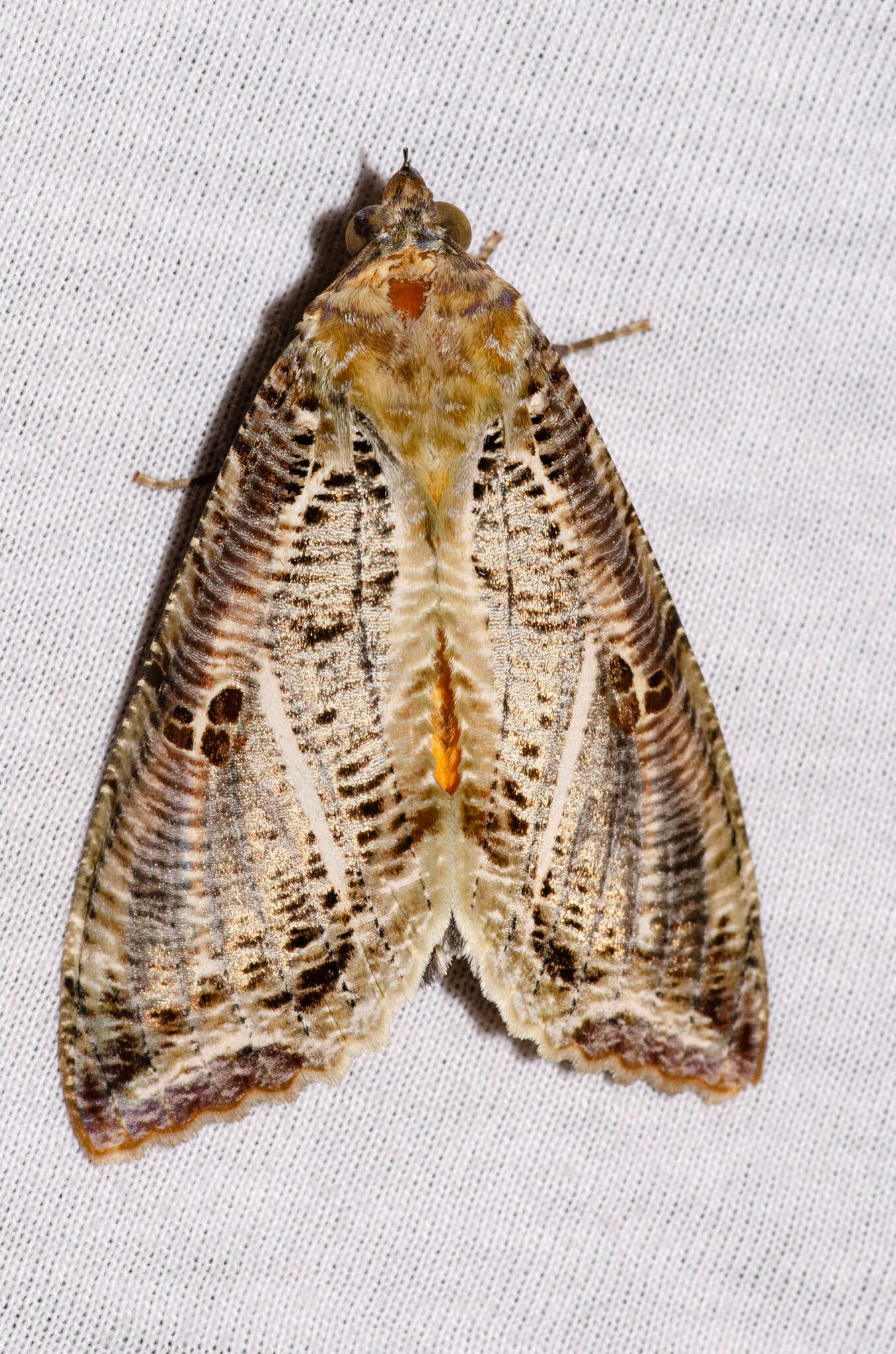 Image of Eudocima materna (Linnaeus 1767)