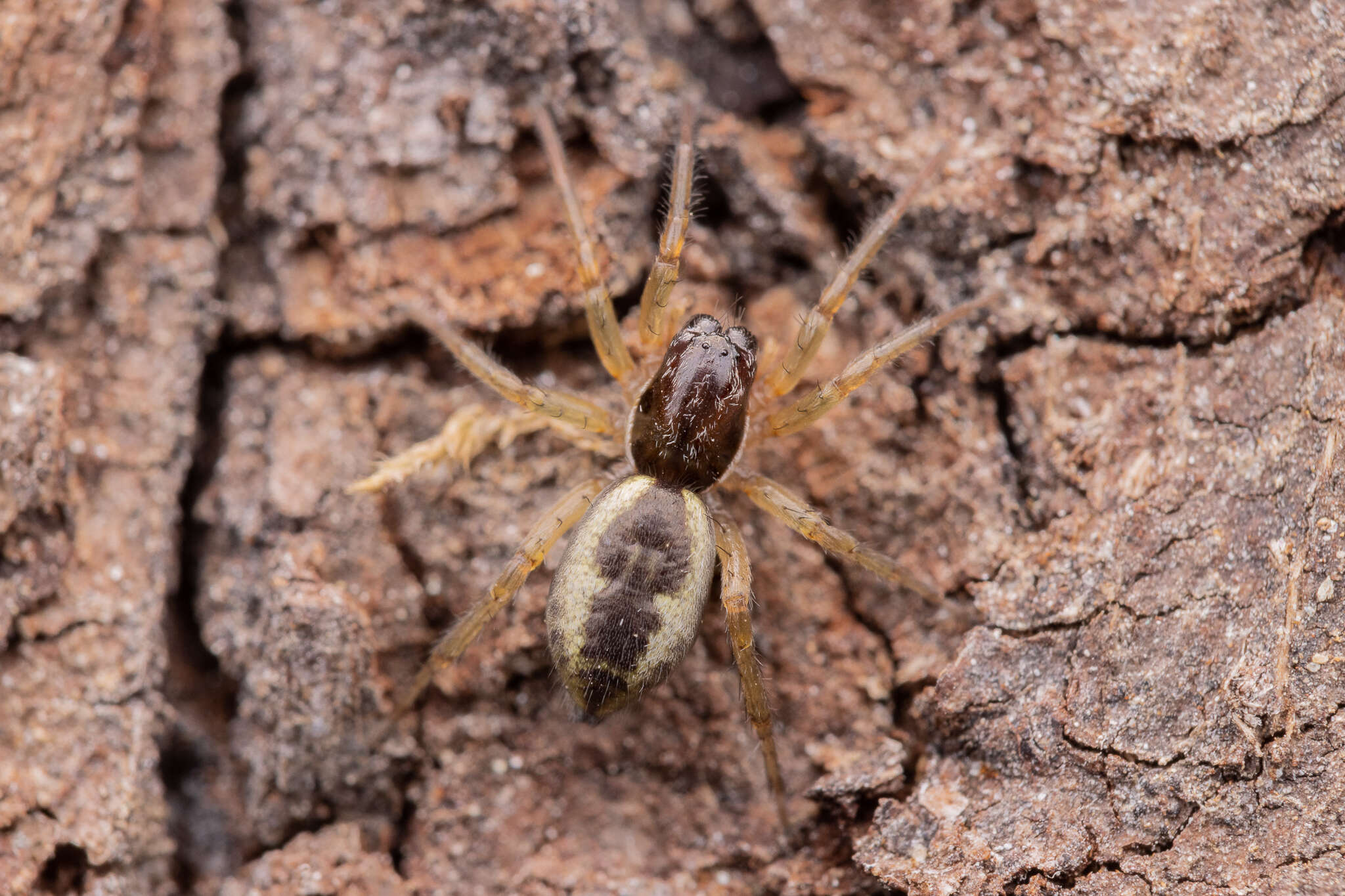 Image of Philisca atrata Soto & Ramírez 2012