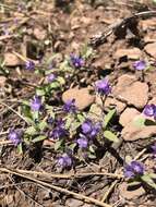 Image of low phacelia