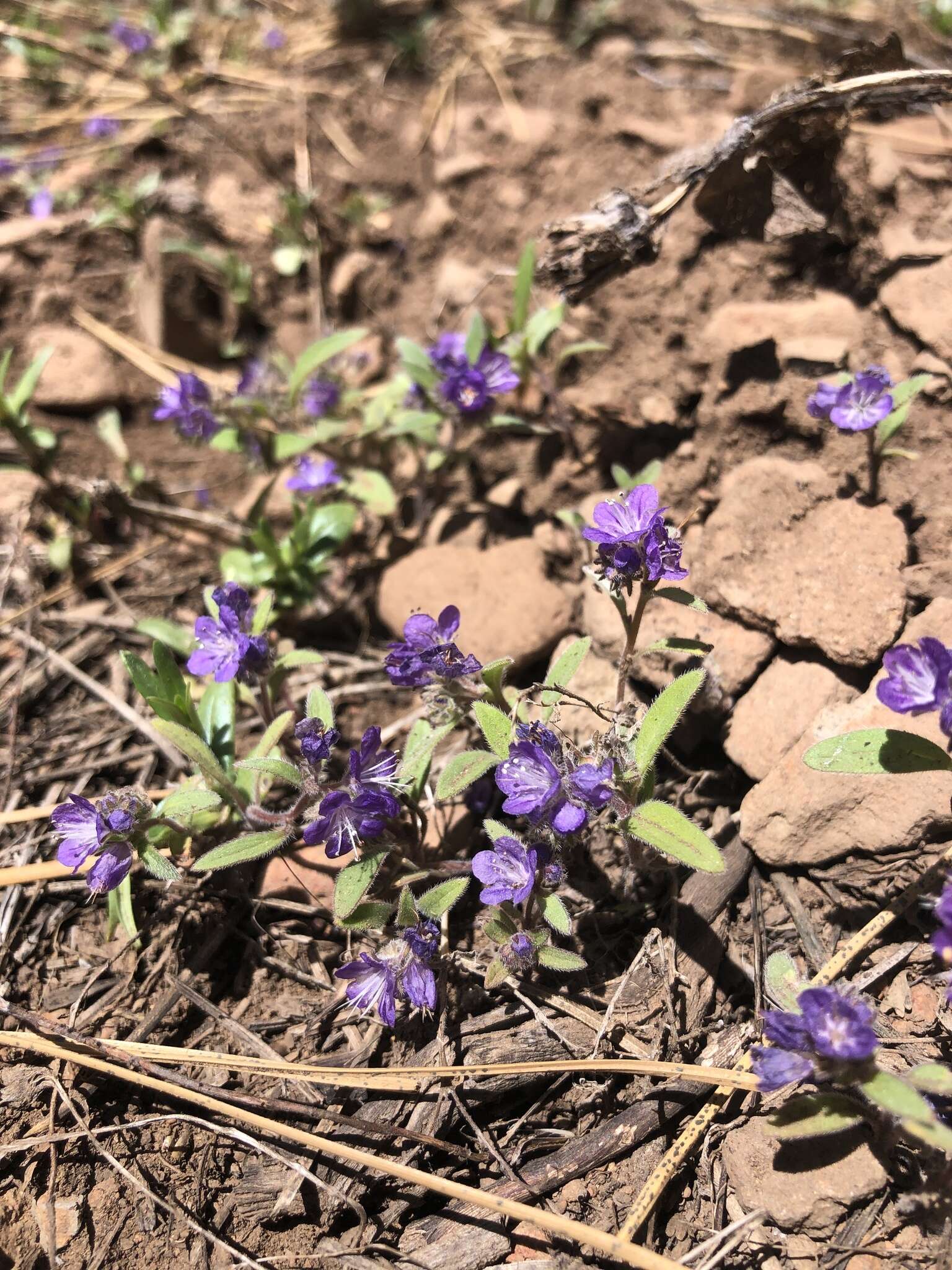 Image of low phacelia