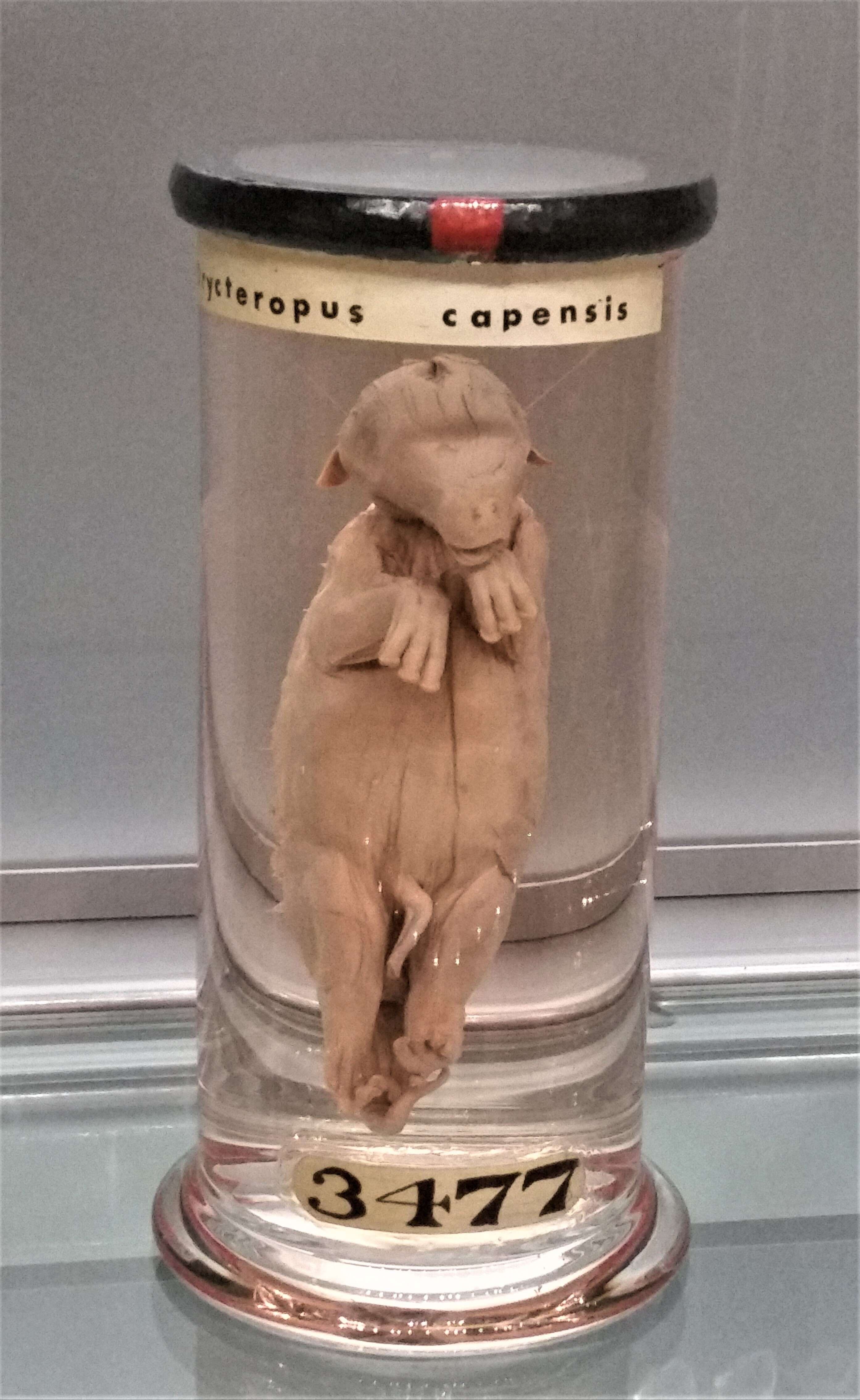 Image of Orycteropus G. Cuvier 1798