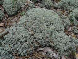 Image de Cladonia arbuscula (Wallr.) Flot.