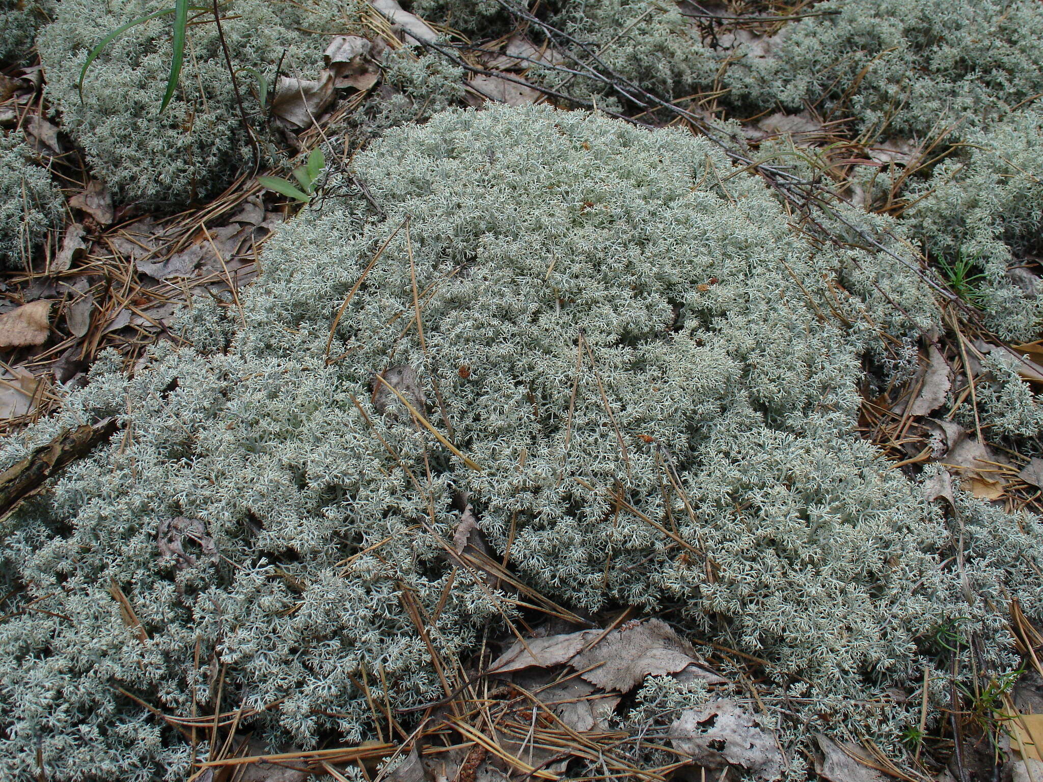 Image of reindeer lichen