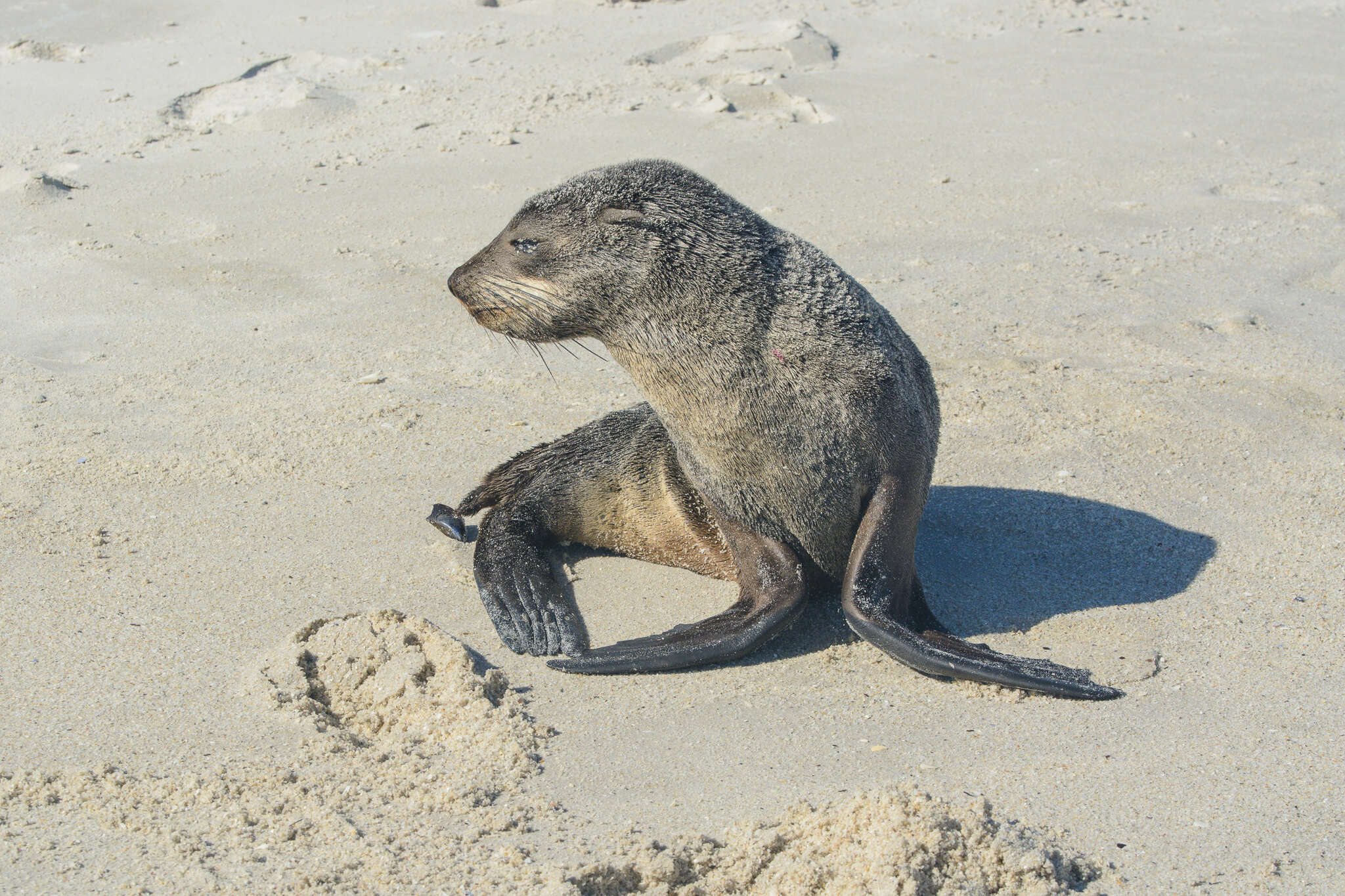 Image of Afro-Australian Fur Seal