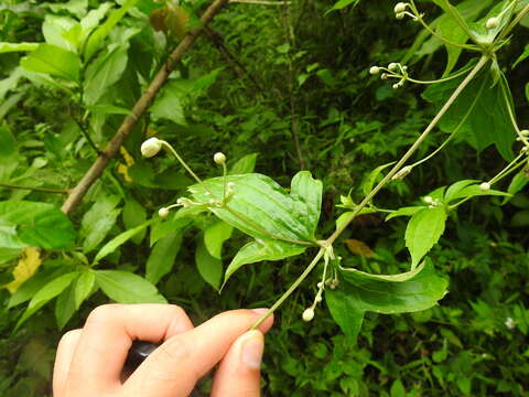 Clematis hirsuta Guill. & Perr.的圖片