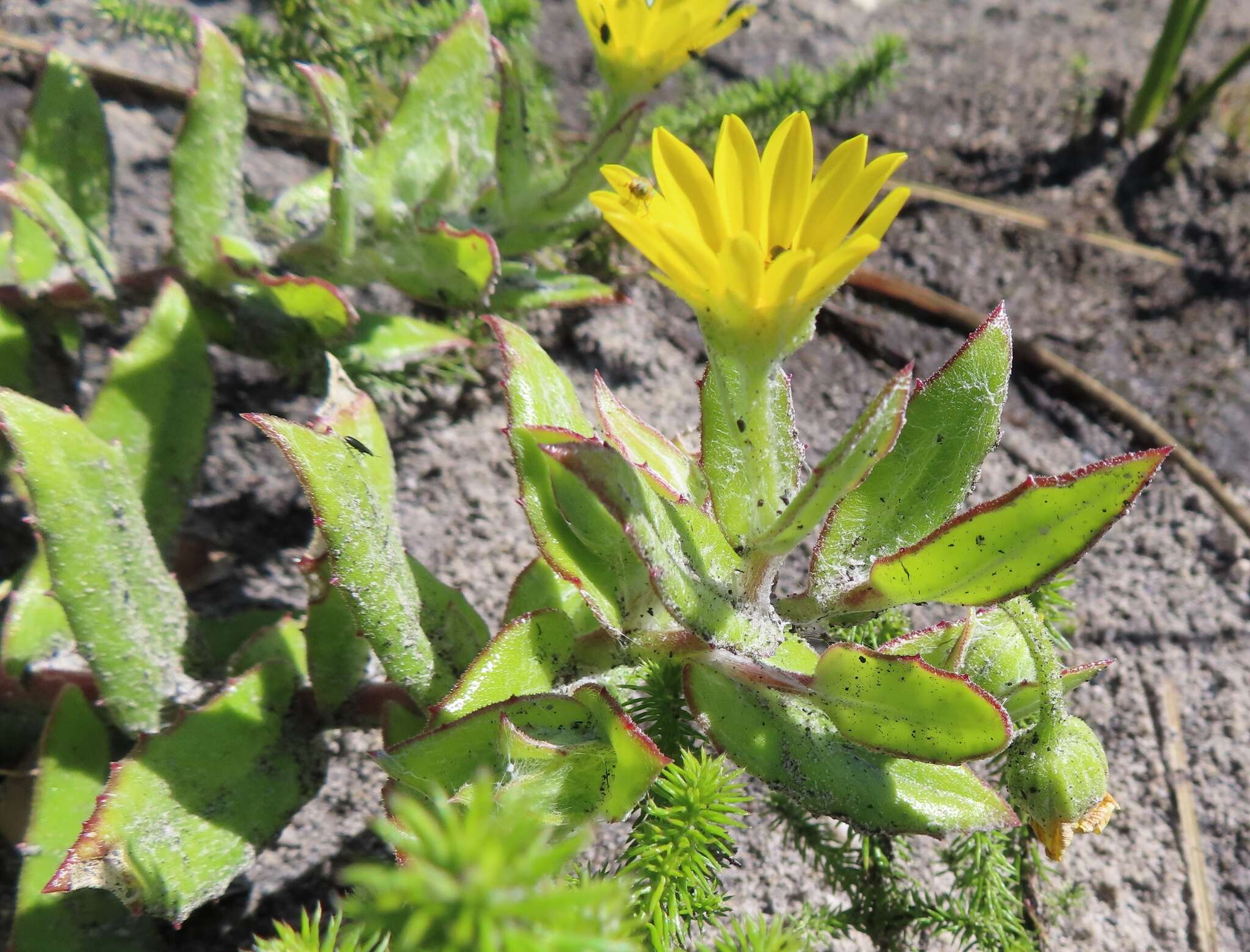 Image of Osteospermum ilicifolium L.