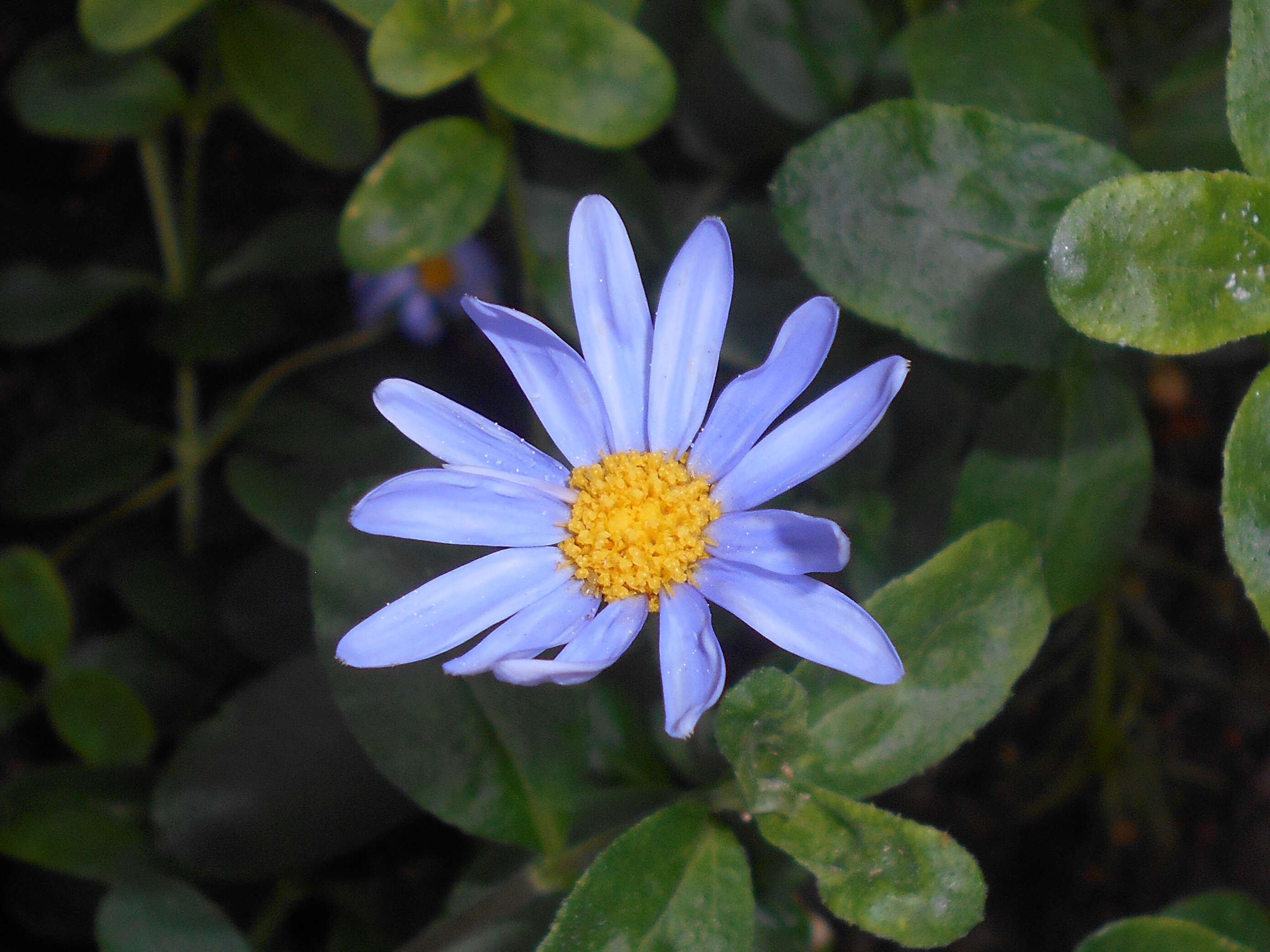 Image of blue daisy