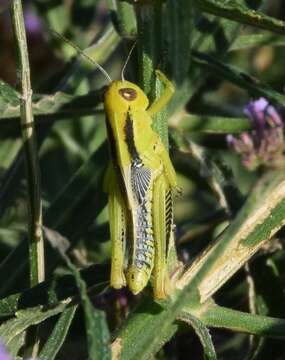 Image of Differential Grasshopper