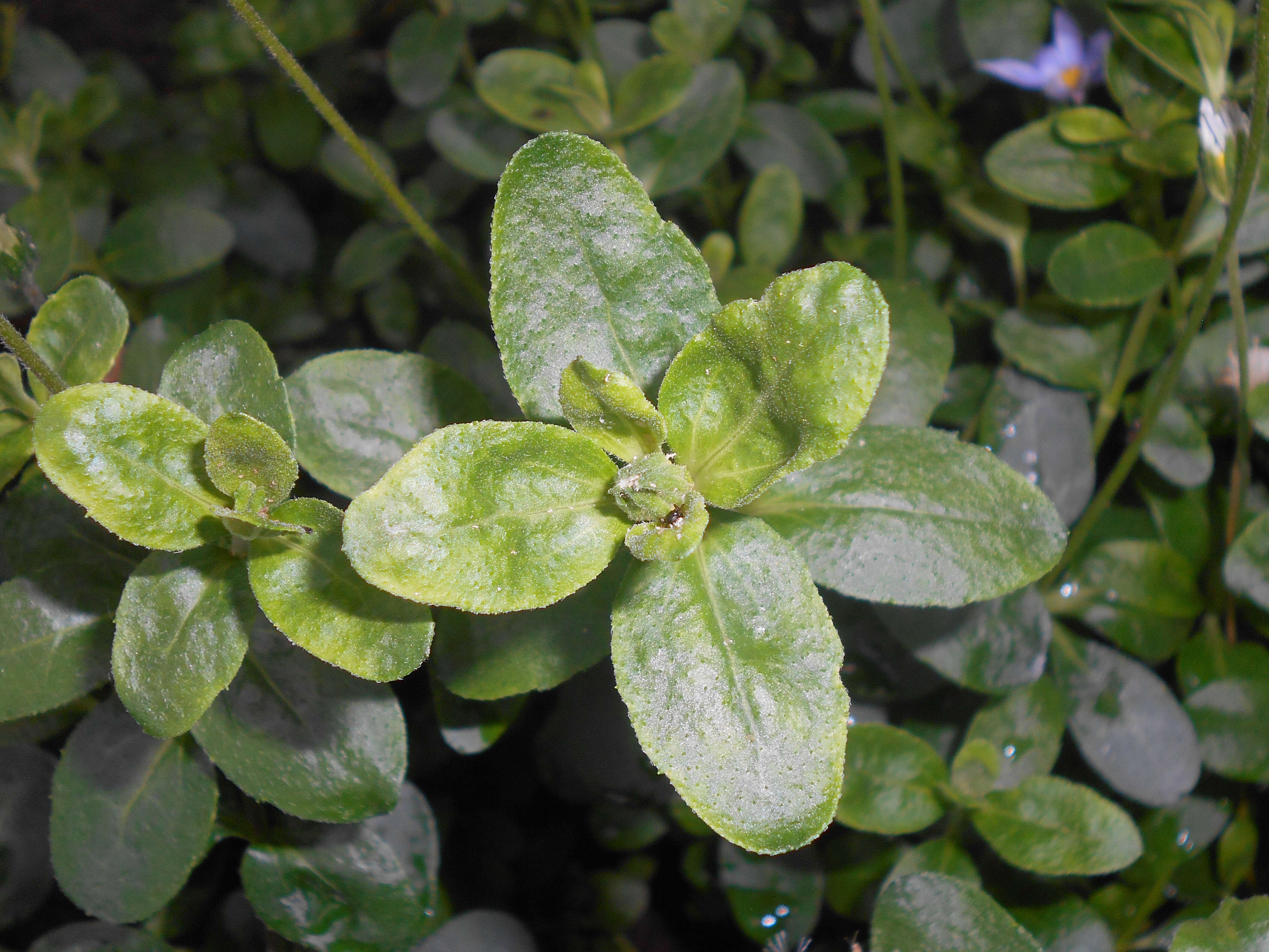 Image of blue daisy