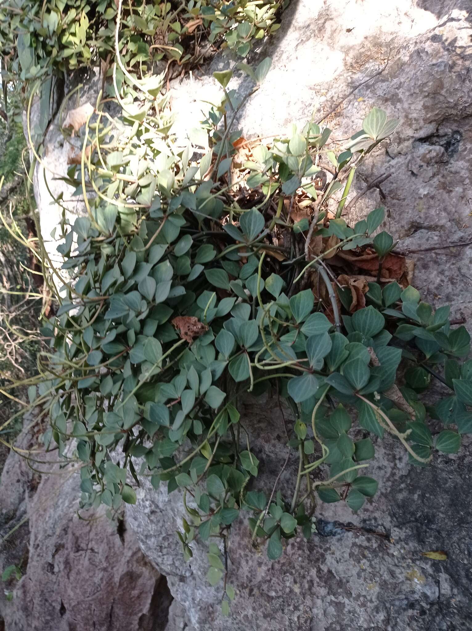 Image of Peperomia angustata Kunth