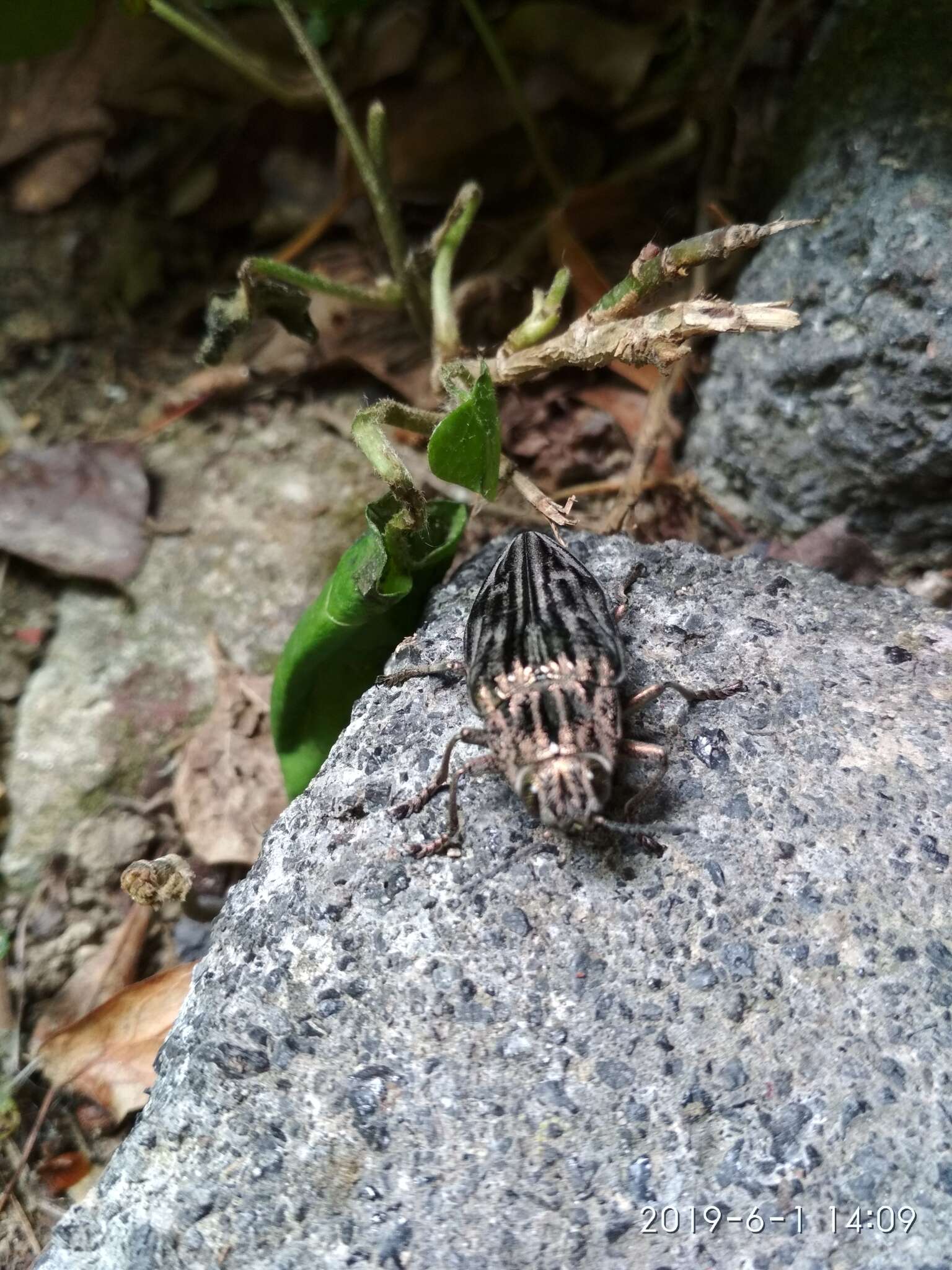 Image of Flatheaded Pine Borer