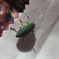 Image of Golden Buprestid