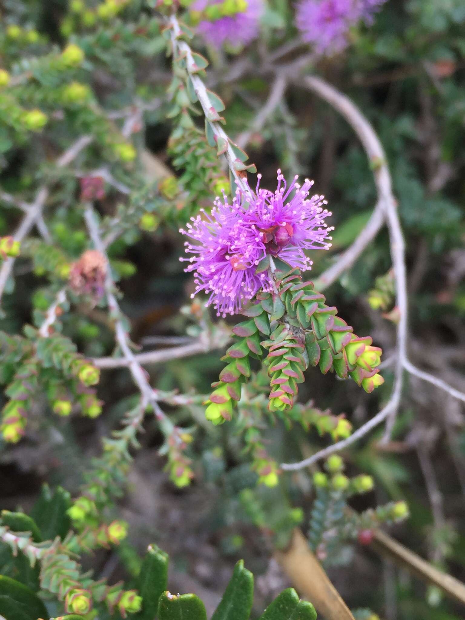 Image of Melaleuca gibbosa Labill.