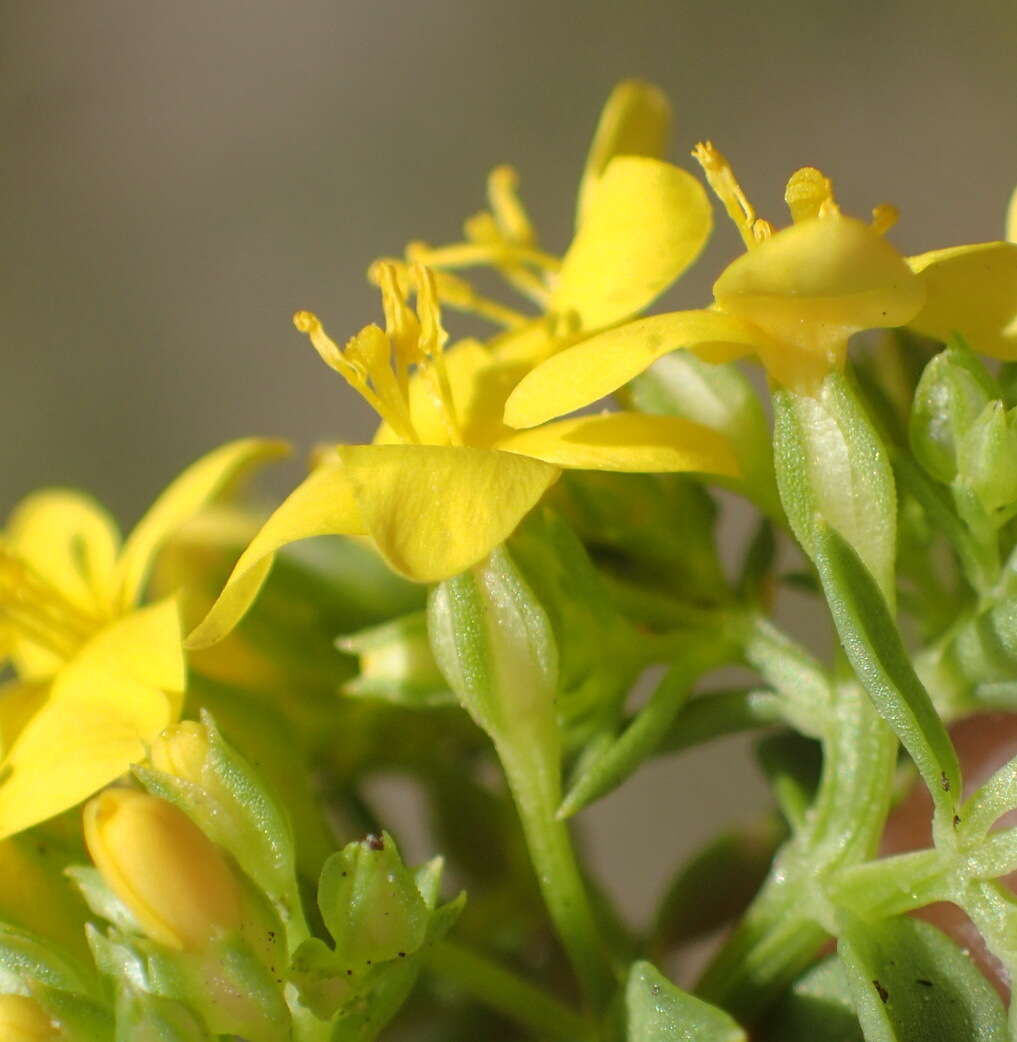 Image de Sebaea aurea (L. fil.) Sm.