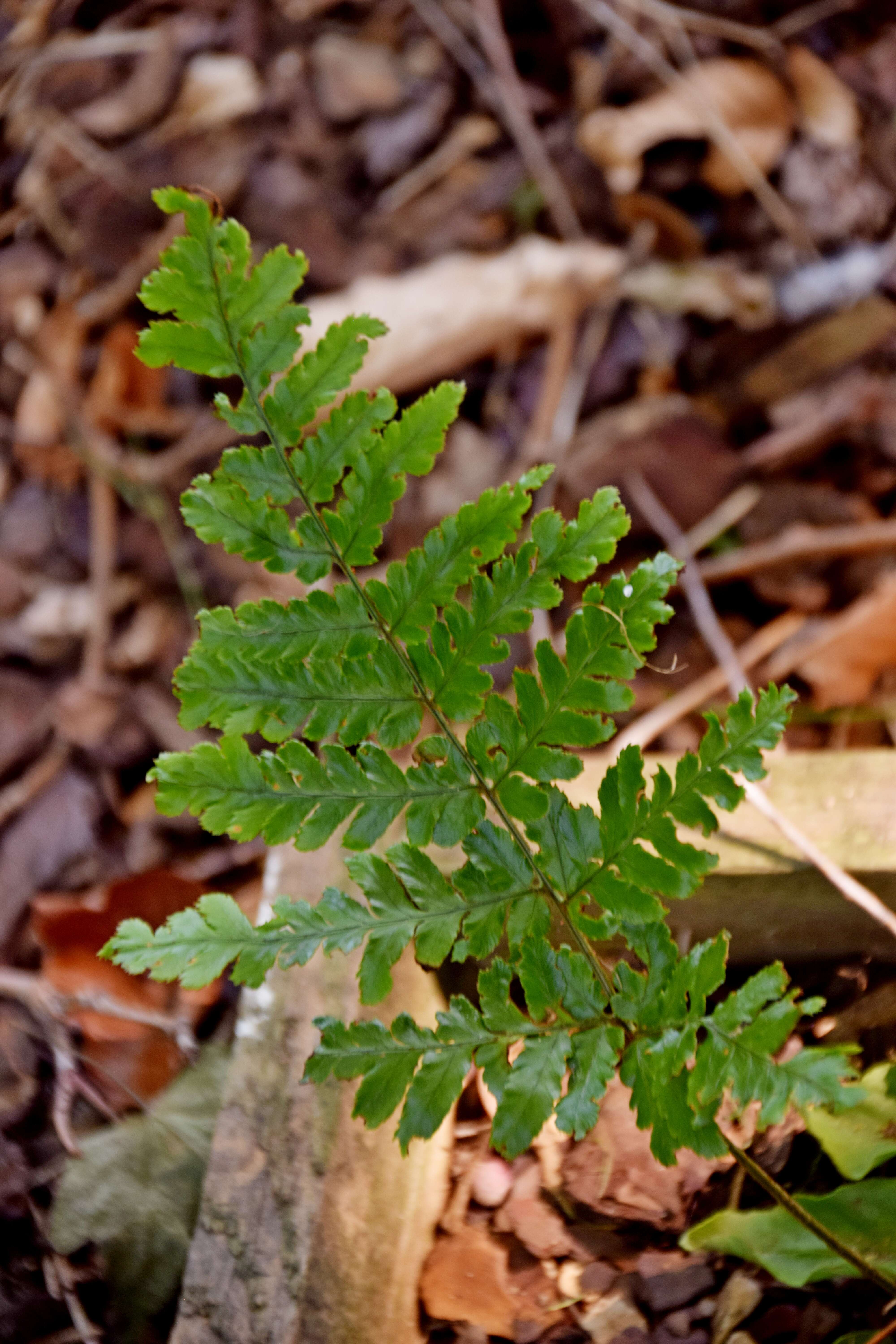 Image de Dryopteris erythrosora (D. C. Eat.) O. Kuntze