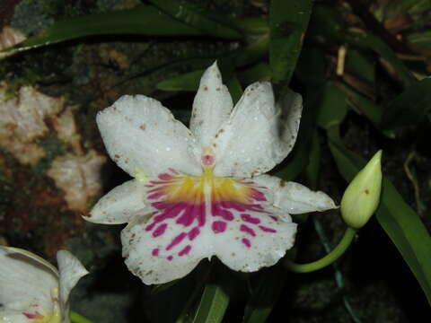 Miltoniopsis phalaenopsis (Linden & Rchb. fil.) Garay & Dunst.的圖片