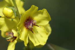 Image of wand mullein