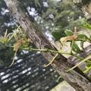 Image of Spotted Spider Orchid