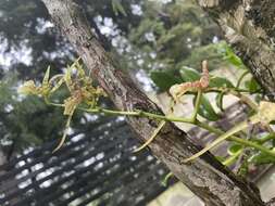 Image of Spotted Spider Orchid