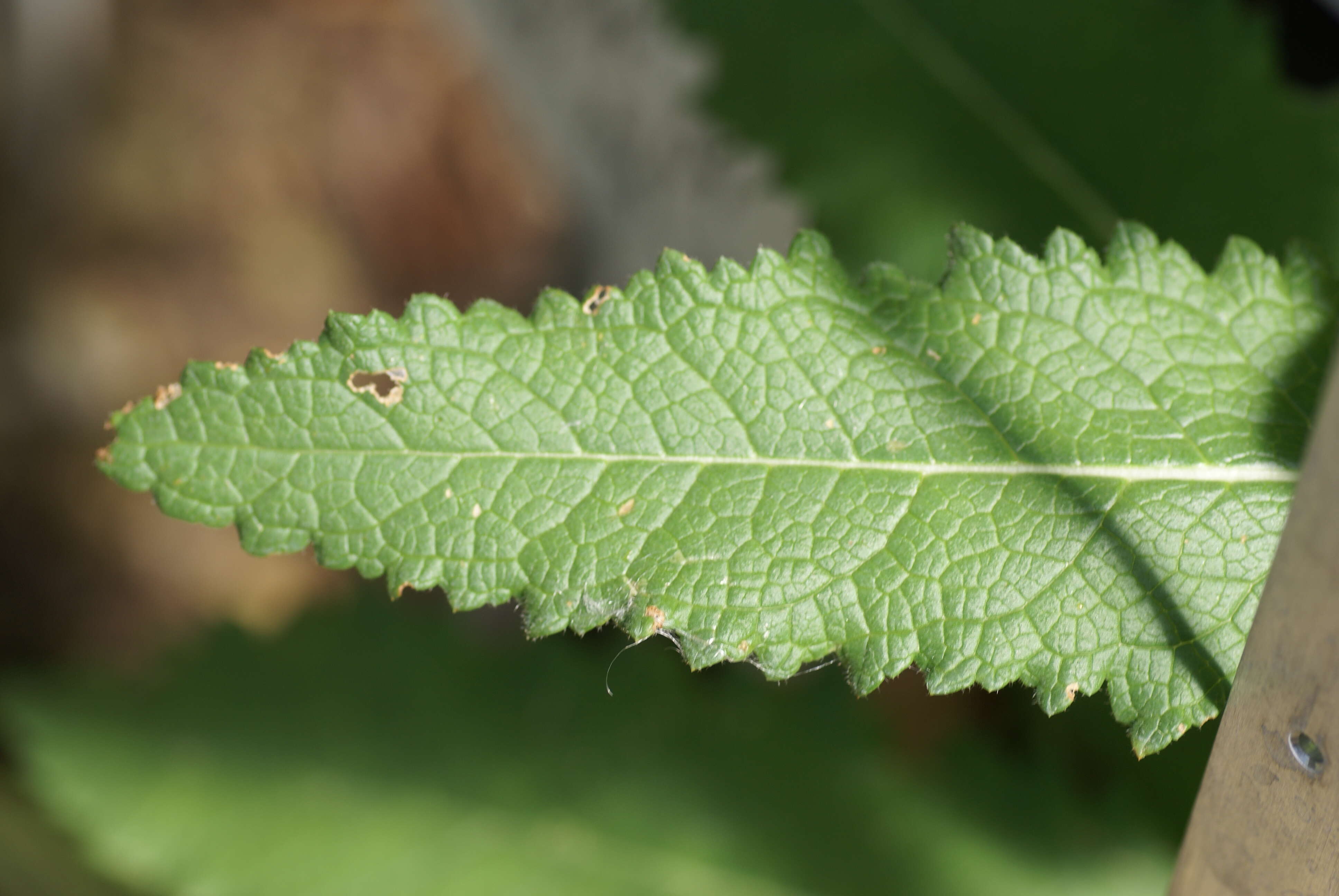 Image of wand mullein