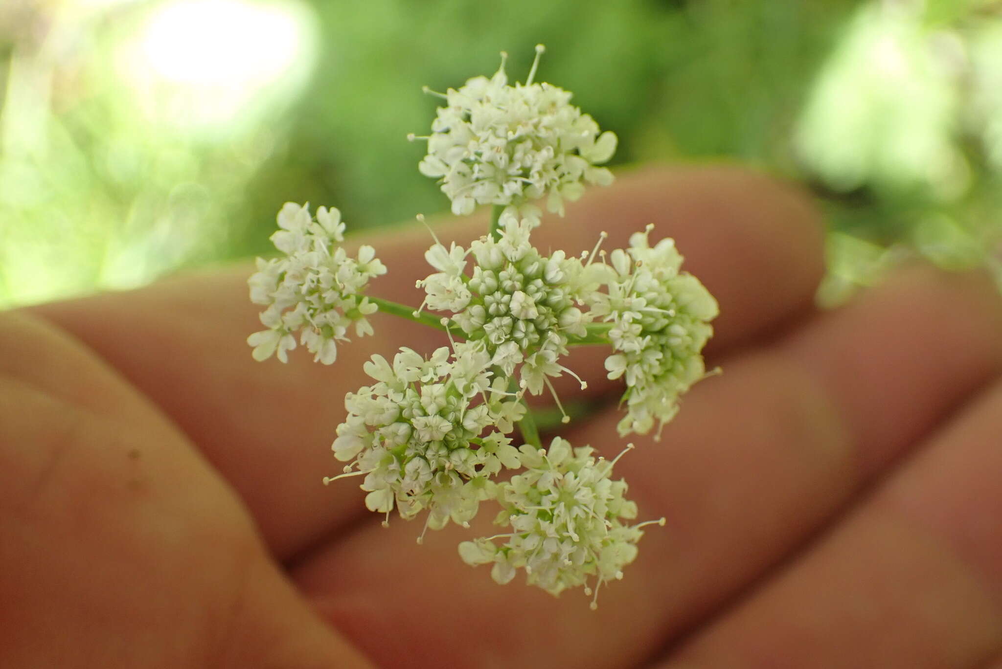 Image of corky-fruited water-dropwort